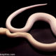 ivory burmese python female
