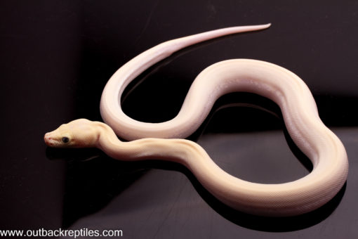 Ivory Burmese Python female