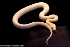 ivory burmese python male