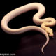 ivory burmese python male