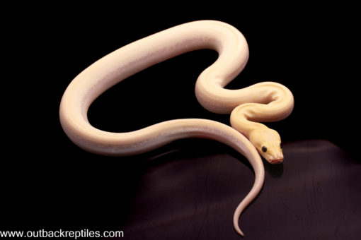 ivory burmese python male