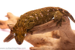 leachie gecko