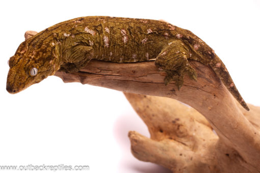 leachie gecko
