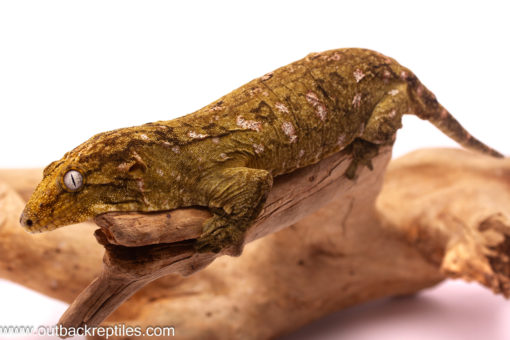 leachie gecko