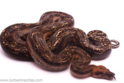 leopard boa for sale
