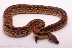 male dumeril boa