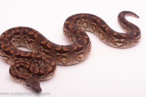 male dumerils boa