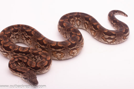 male dumerils boa