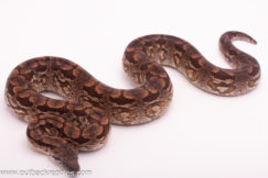 male dumerils boa
