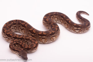male dumerils boa