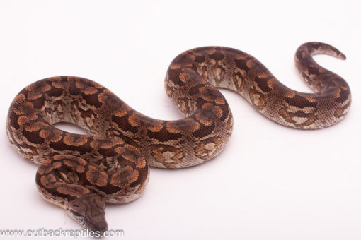 male dumerils boa