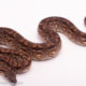 male dumerils boa
