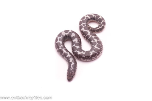 anery het albino sand boa