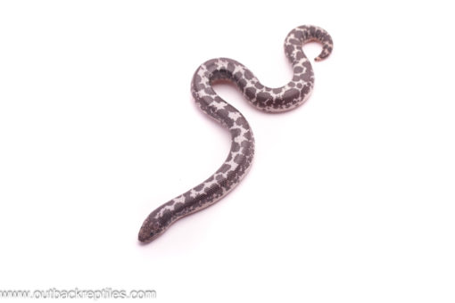 anery het albino sand boa