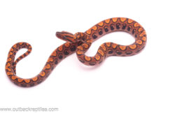 rainbow boa baby