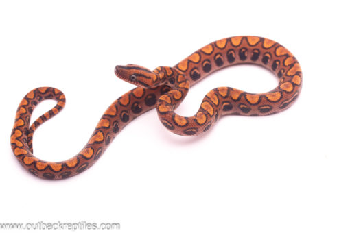 rainbow boa baby