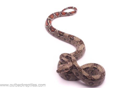 male columbian boa