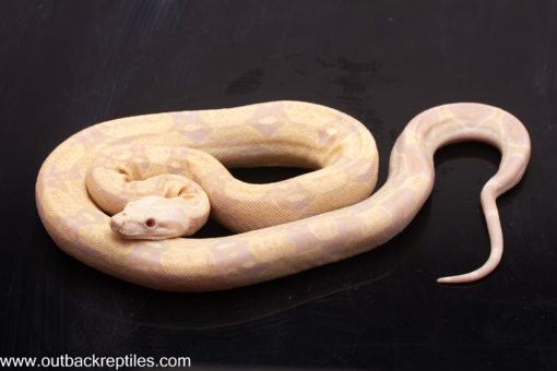 moonglow boa for sale