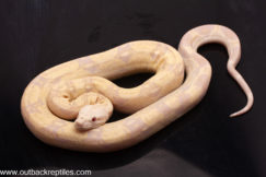 moonglow boa for sale