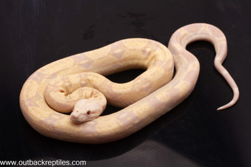 moonglow boa for sale