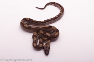 motley boa