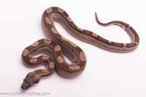 motley boa