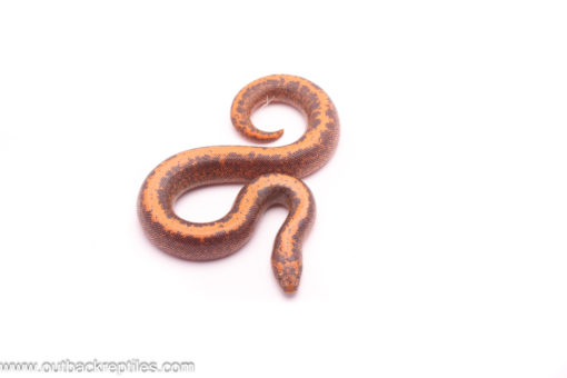 Striped Kenyan Sand Boa