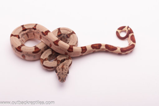 hypo jungle male