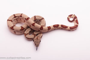hypo jungle boa male