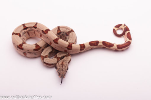 hypo jungle boa male