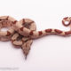 hypo jungle boa male