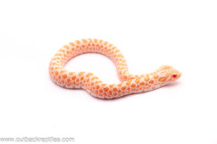 Albino Artic Hognose