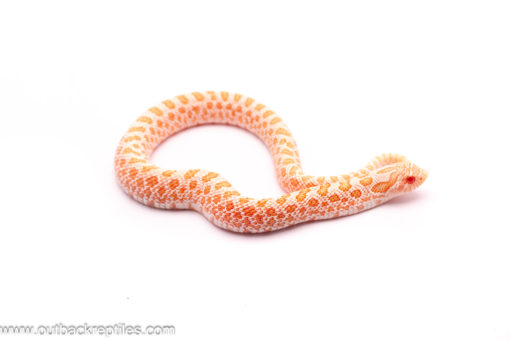 Albino Artic Hognose