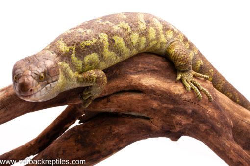 Monkey Tailed skink
