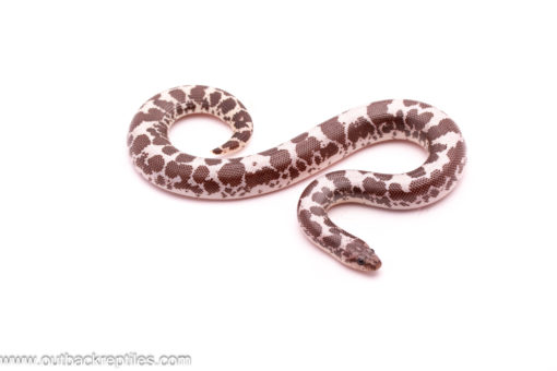 Female Anery Sand Boa