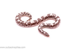 Female Anery Sand Boa