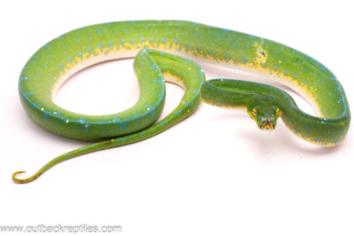 Female Jayapura