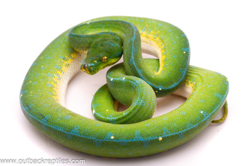 Female Jayapura
