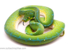 Female Jayapura