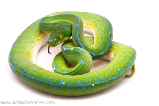 Female Jayapura