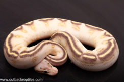 Highway Ball Python