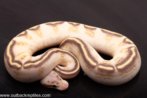 Highway Ball Python