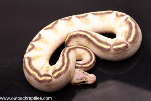 Highway Ball Python