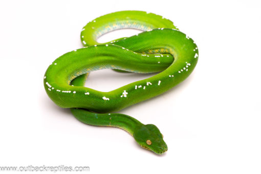 Male Aru