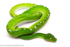 Male Aru