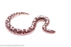 Male Anery Sand Boa