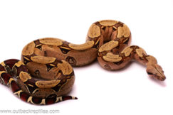 surinamredtail