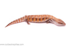 sunset northern Blue tongue skink