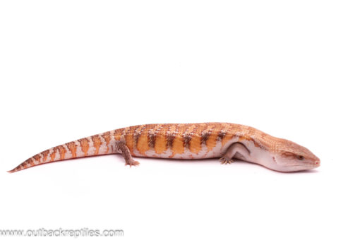 sunset northern Blue tongue skink