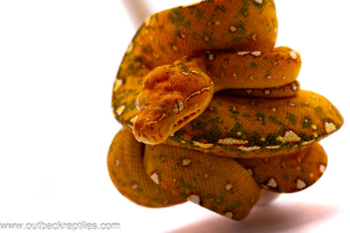 Orange Phase Biak